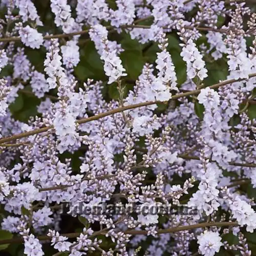 Изображение Вероника Халка - Veronica hulkeana