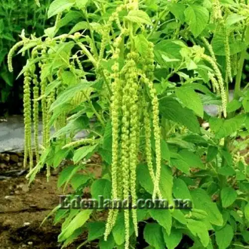 Изображение Амарант хвостатый белый - Amaranthus caudatus var.albiflorus