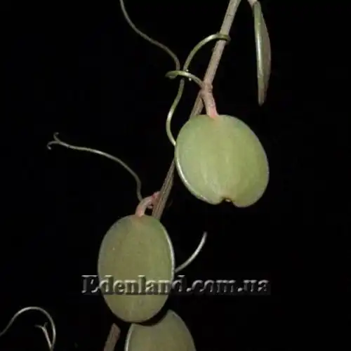 Зображення Ксеросіціос данги - Xerosicyos danguyi