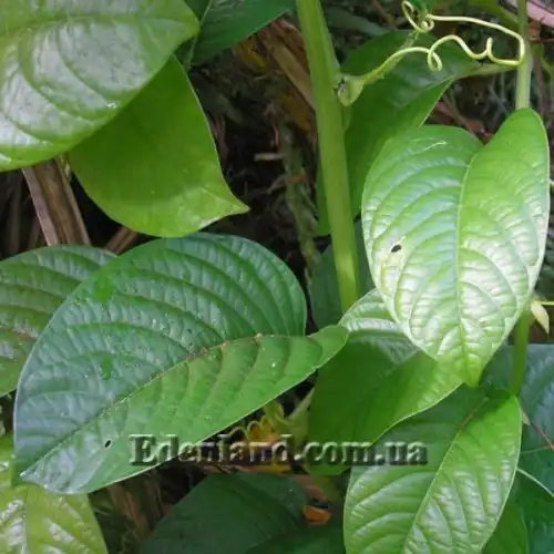 Изображение Пассифлора четырехугольная - Pasiflora quadrangularisи