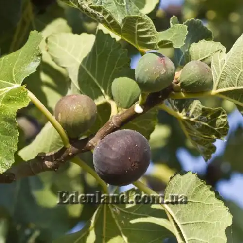 Фикус Карика - Ficus carica