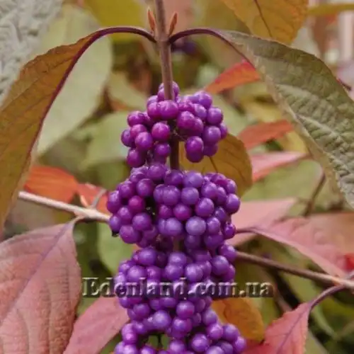 Изображение Каликарпа Бодинье - Callicarpa bodinieri