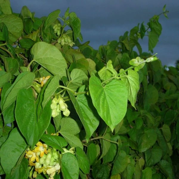 Изображение Телосма сердцевидная  - Telosma cordata