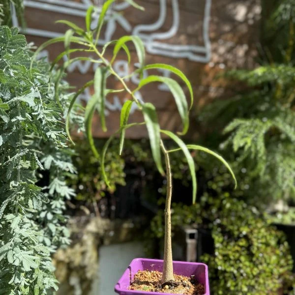 Изображение Ипомея хилопсисовидная  - Ipomoea chilopsidis