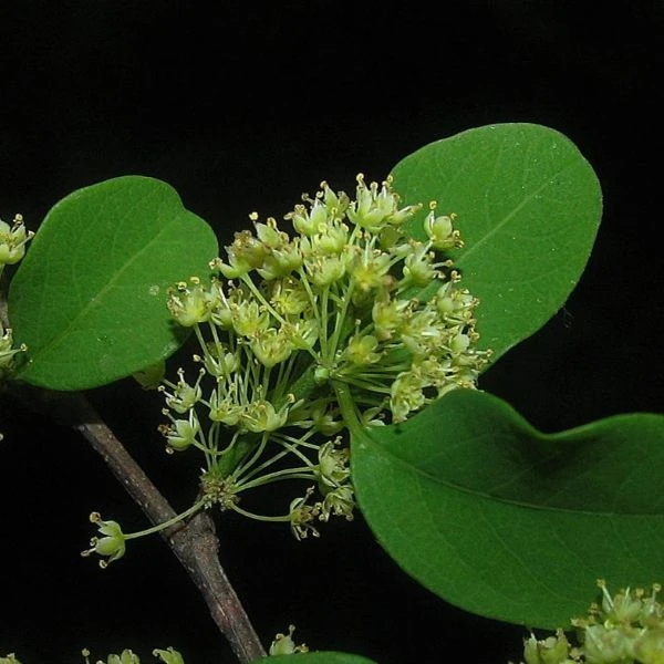 Зображення Флюгея отруйна - Flueggea virosa 