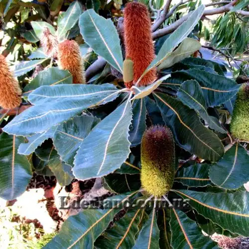 Изображение Банксия мощная - Banksia robur