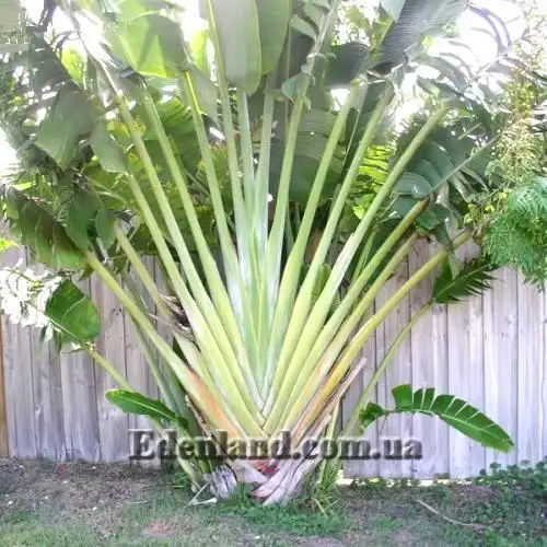 Изображение общий вид