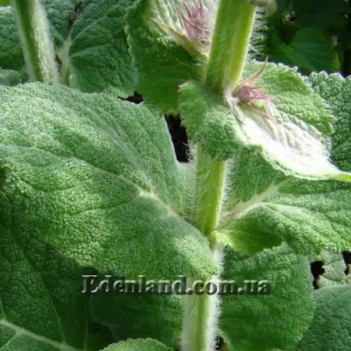 Зображення Шавлія мускатна - Salvia sclarea