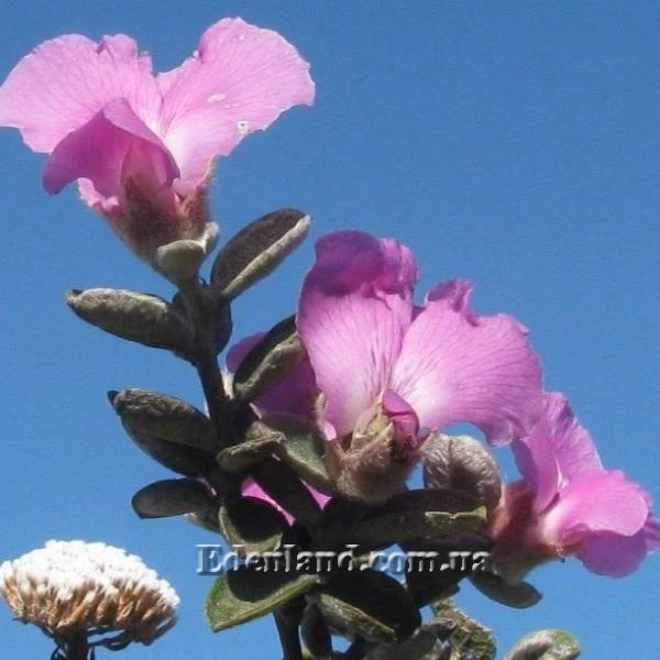 Изображение Подалирия миртолистная  - Podalyria myrtifolia