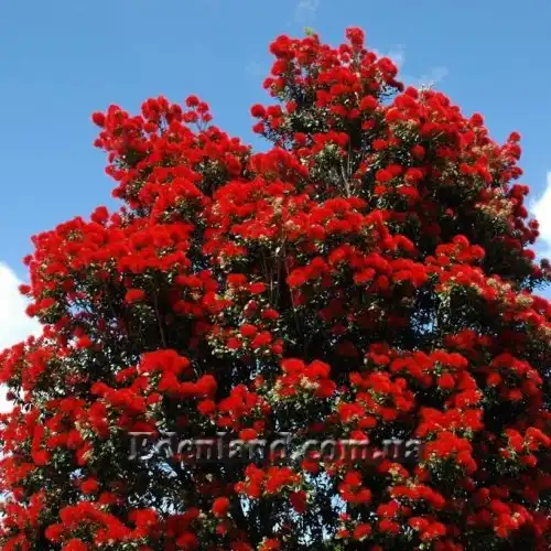 Изображение Метросидерос высокий - Metrosideros excelsa