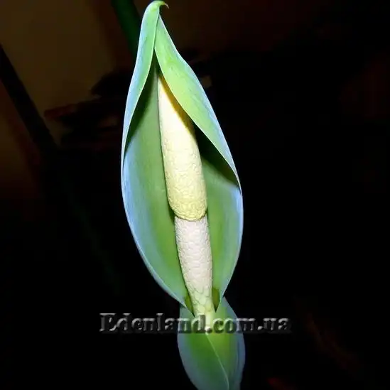 Изображение Алоказия пахучая - Alocasia odora