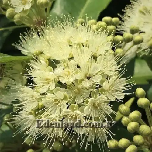 Изображение Бакхузия лимонная - Backhousia citriodora 