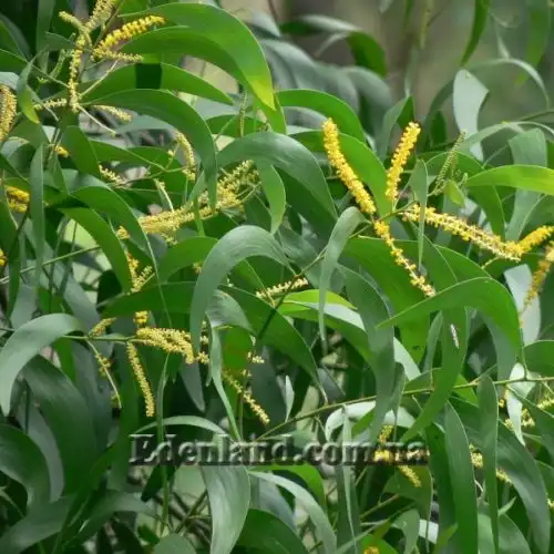 Зображення Акація вушкоподібна - Acacia auriculiformis