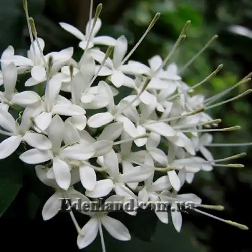 Зображення Паветта поникла - Pavetta revolute