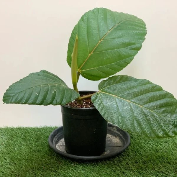 Изображение Фикус Бруса - Ficus brusii 