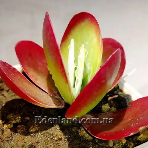 Изображение Каланхоэ Лусия - Kalanchoe luciae