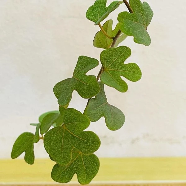 Зображення Аденія ісалоенсіс - Adenia isaloensis 