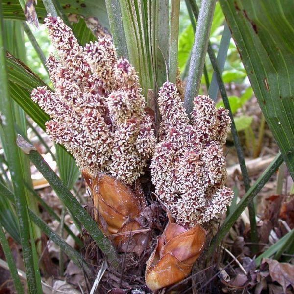 Зображення чоловічі суцвіття 