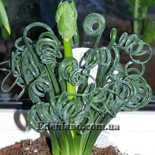 Изображение Альбука спиральная - Albuca spiralis