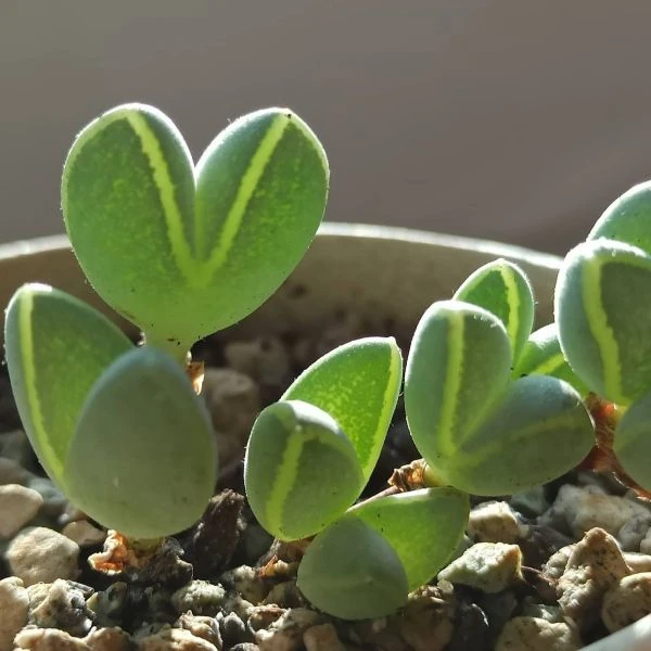 Зображення Браунсія Максиміліана - Braunsia maximiliani