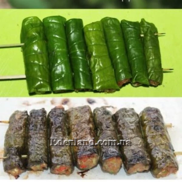 Зображення Перець гілчастий  - Piper sarmentosum