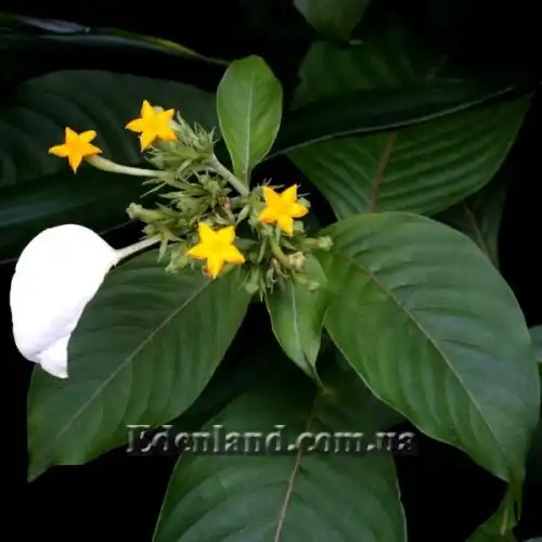 Зображення Мусенда Сандера - Mussaenda sanderiana 