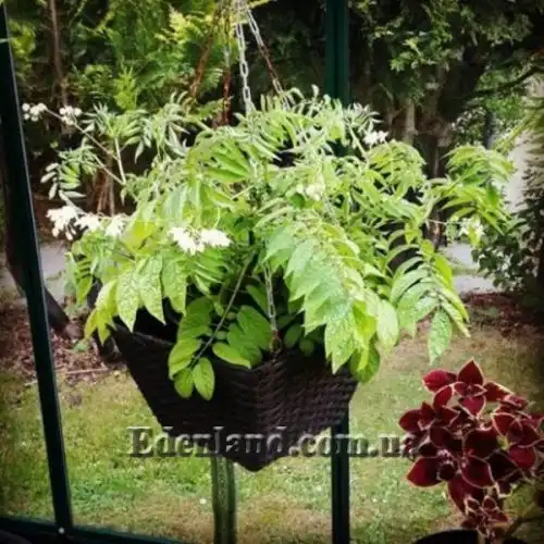 Изображение Паслен карипенс, Тзимбало - Solanum caripense