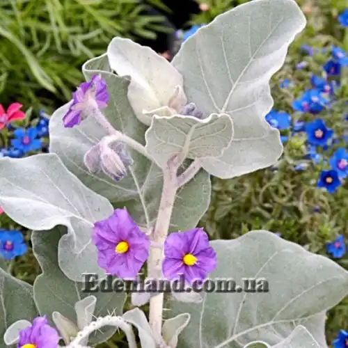 Изображение Паслен шерстистолистный - Solanum lasiophyllum 