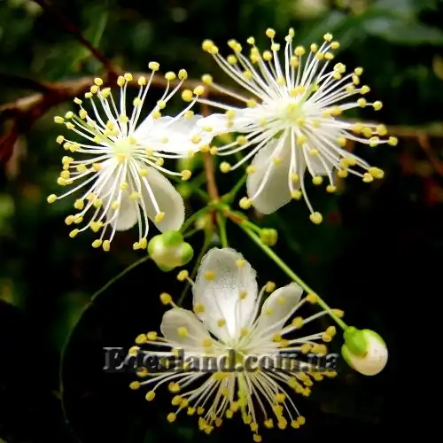 Изображение Евгения одноцветковая - Eugenia uniflora