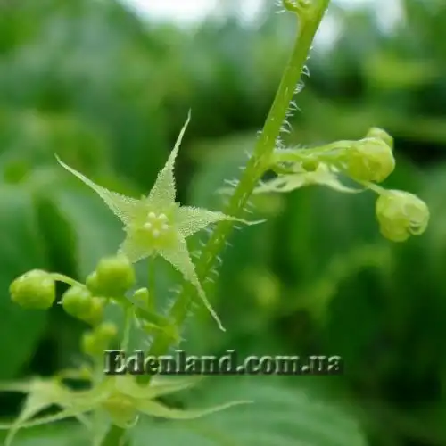 Изображение Гиностемма пятилистная - Gynostemma pentaphyllum