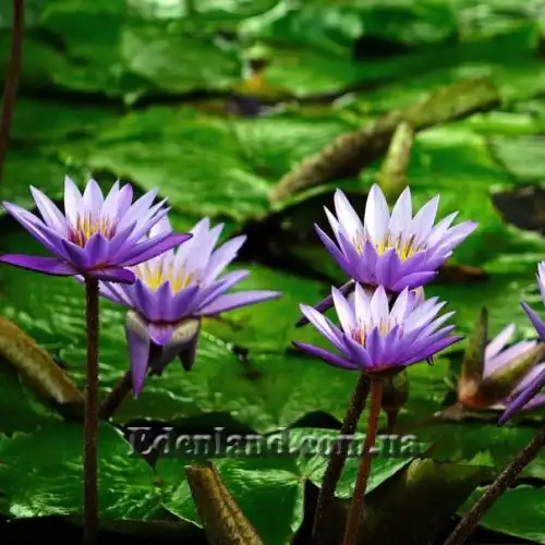 Зображення Німфея (Латаття) Нухалі - Nymphaea nouchali