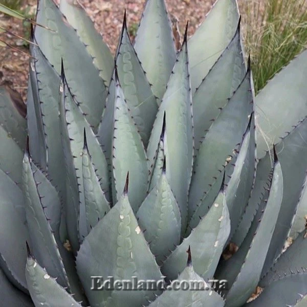 Зображення Агава Хаварда  - Agave havardiana