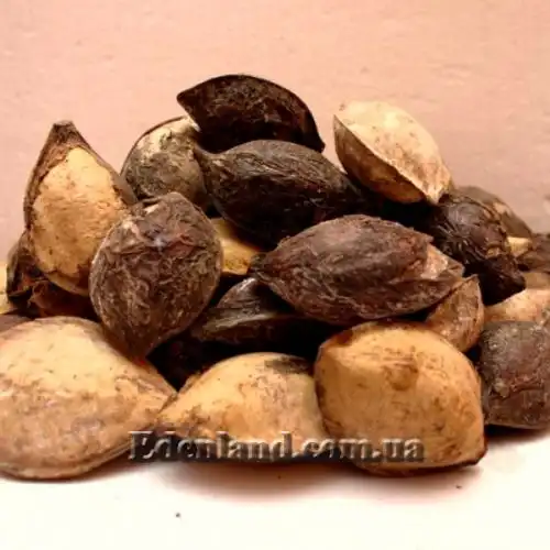 Изображение Терминалия катаппа - Terminalia catappa