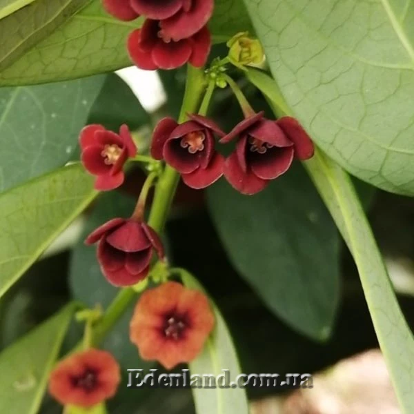 Изображение мужские и женские цветы