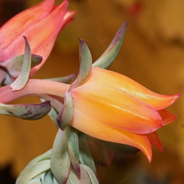 Зображення Ечеверія жорсткувата - Echeveria subrigida 