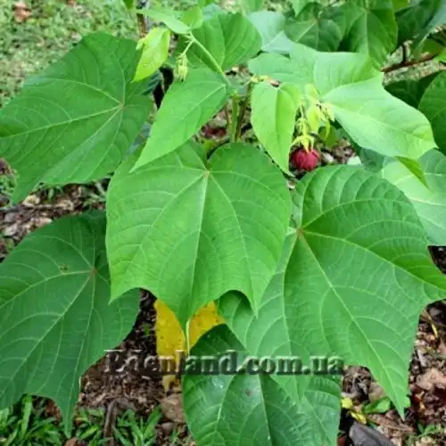 Зображення Аброма велична  - Abroma augusta