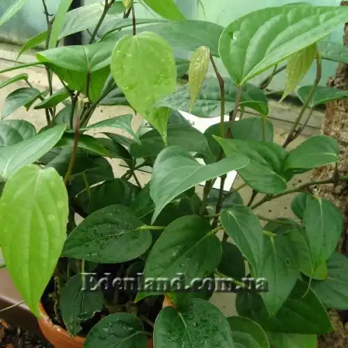 Зображення Перець чорний - Piper nigrum 