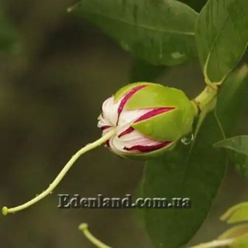 Изображение Соннератия сырная - Sonneratia caseolaris 