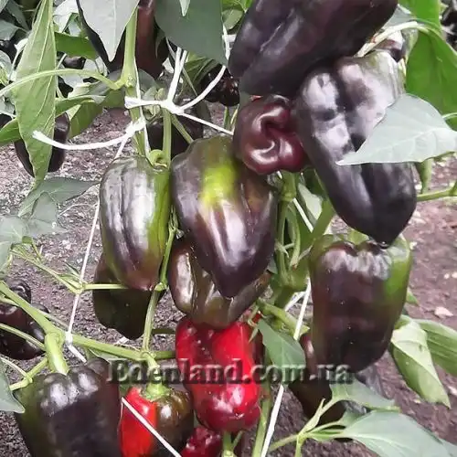 Изображение Перец сладкий Черный конь