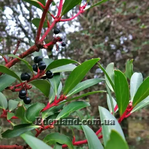 Изображение Дримис ланцетный  - Drimys lanceolata