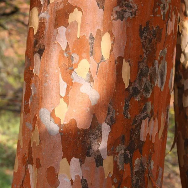Стюартія псевдокамелія - Stewartia pseudocamellia — стовбур