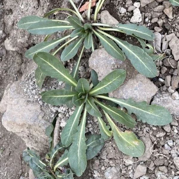 Изображение молодые розетки