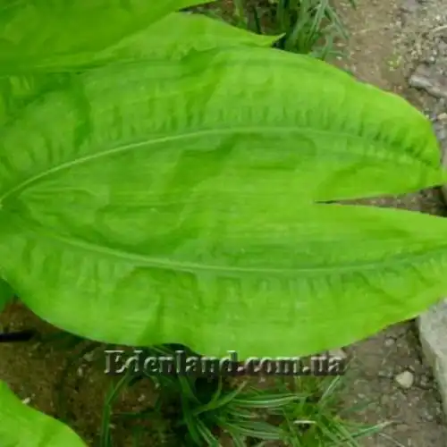 Изображение лист