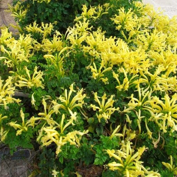 Изображение Текомария капская  - Tecomaria capensis