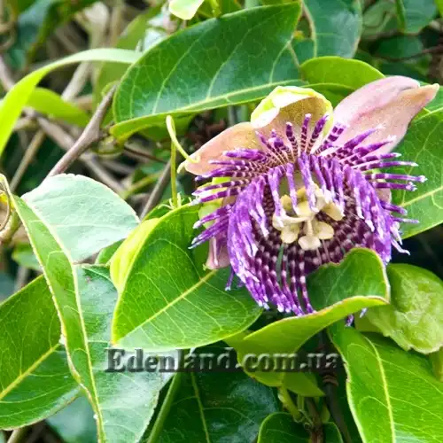 Изображение цветок