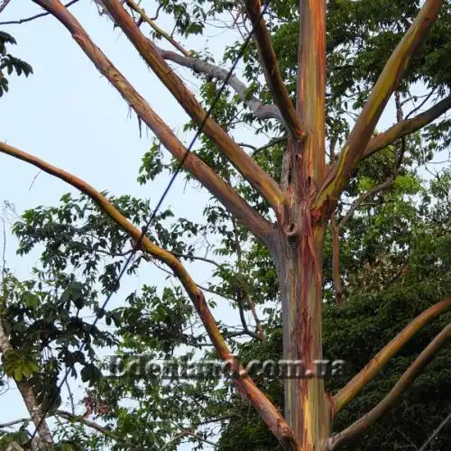 Изображение Эвкалипт радужный - Eucalyptus deglupta