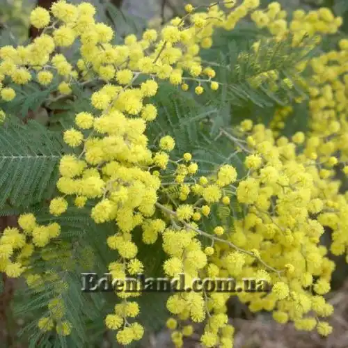 Изображение Акация беловатая (серебристая) - Acacia dealbata