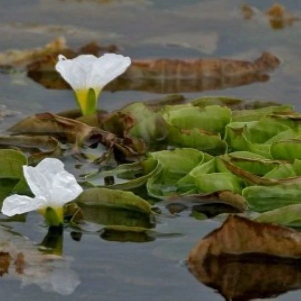 Зображення Оттелія частухоподібна - Ottelia alismoides 