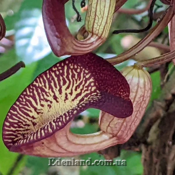Изображение Аристолохия беложильчатая  - Aristolochia leuconeura