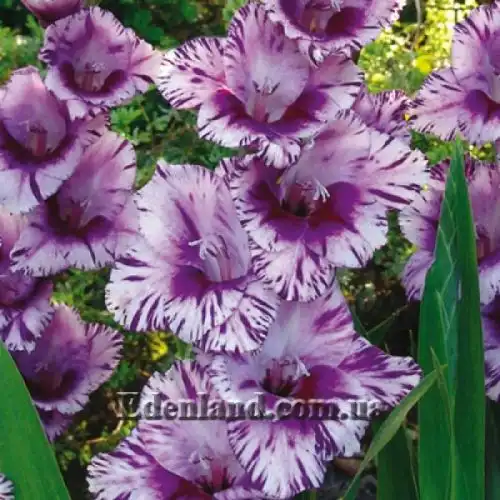 Зображення Passos